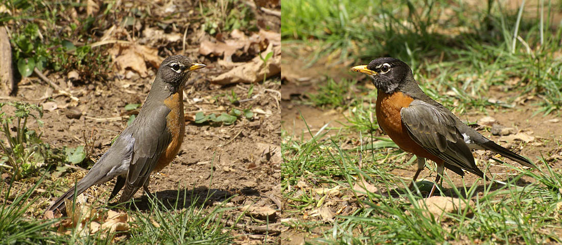 American Robin