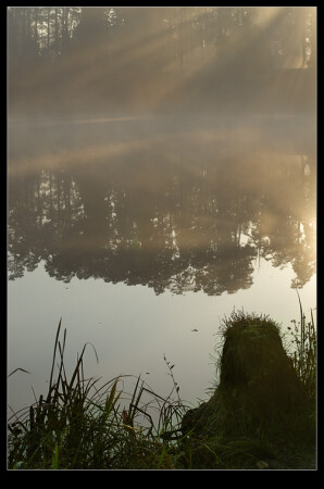 иллюзион для пня