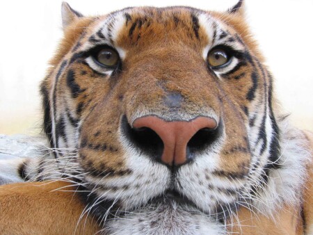 Хищное спокойствие