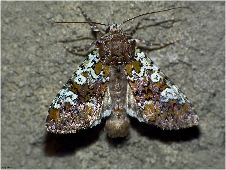 Совка Polymixis gemmea