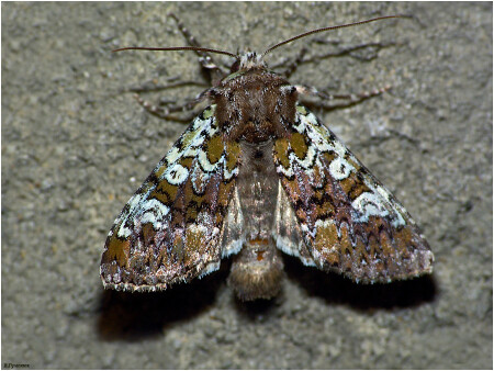 Совка Polymixis gemmea