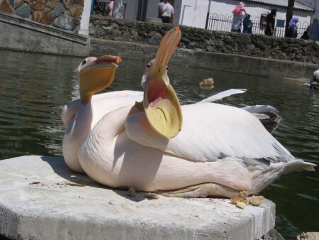 Л-а-а-в-л-ю-ю-ю-ю!!!