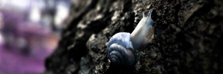 L'escargot