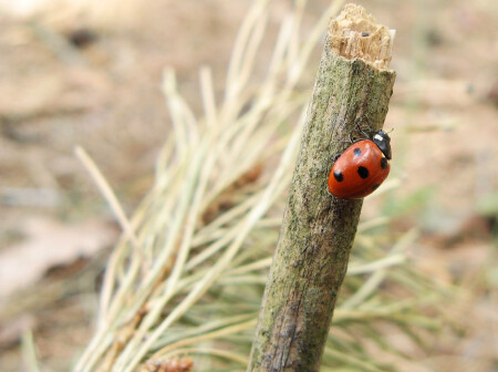 Божья коровка