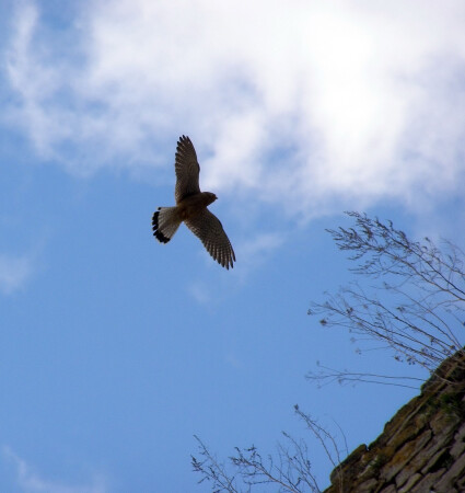 Житель замка 