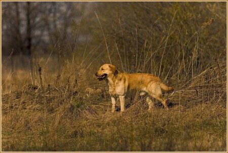 HOUND DOG или ПОРТРЕТ НАСТОЯЩЕГО ОХОТНИКА