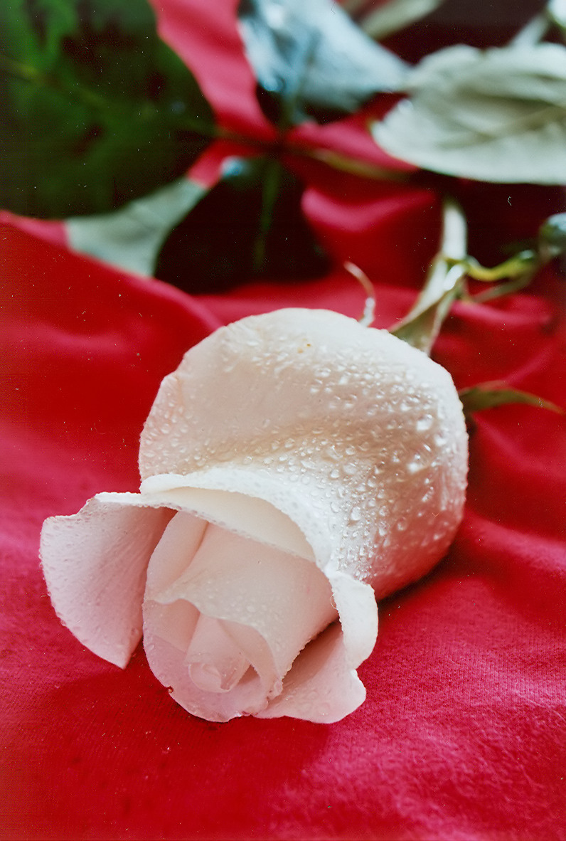 rose