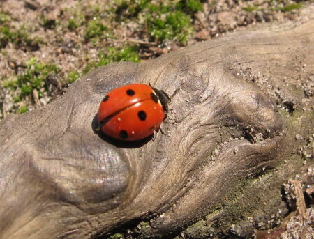 Место под Солнцем