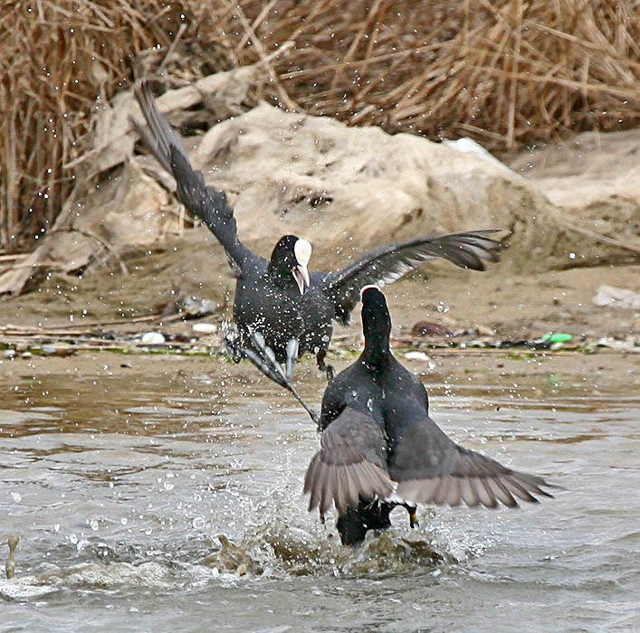 Водное каратэ