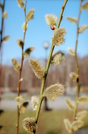 Весна в городе