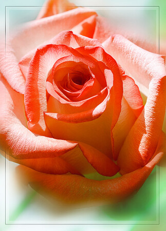 Ещё одна роза.