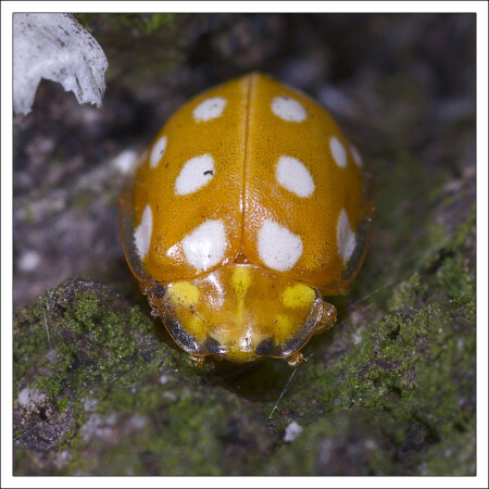 Божья коровка (Coccinellidae)