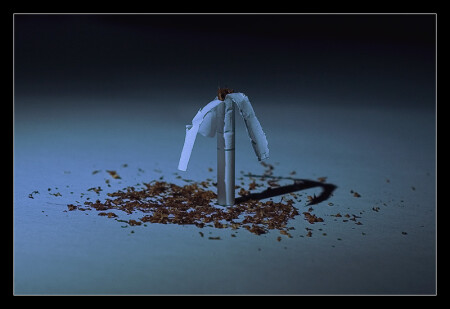 Осень, дерево и лунный свет.