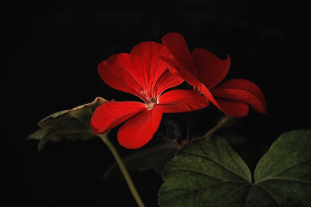 просто Герань