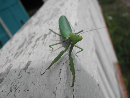 Чудо-Зверь Богомол