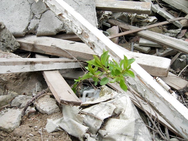 Spring in Garbage