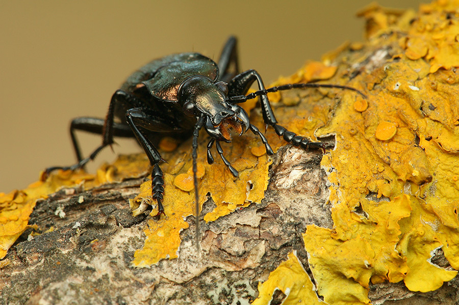 Челюсти (Carabus granulatus) 