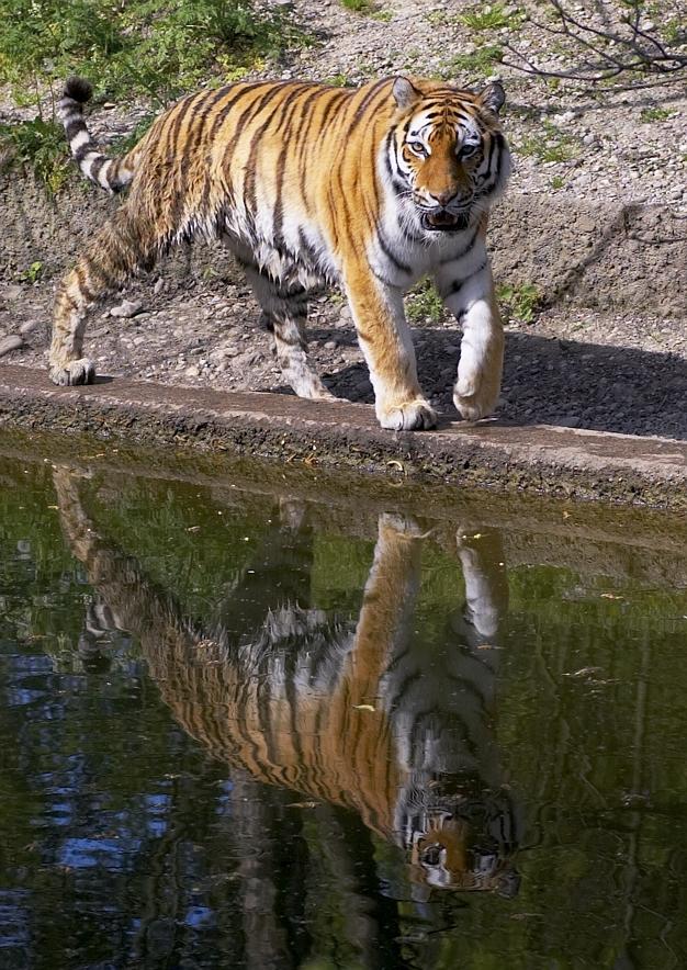 Тот, кто сидит в пруду