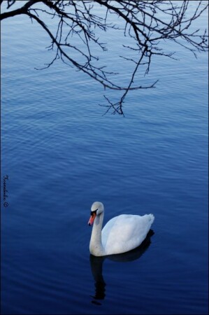 Swan