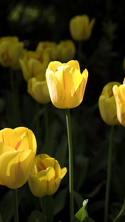 Тюльпановое безумие в Keukenhof (NL)