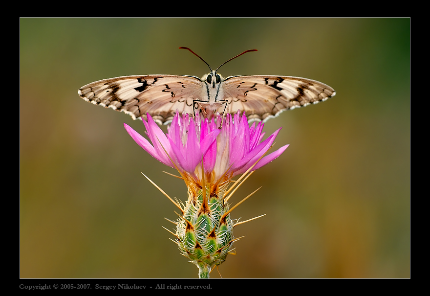 Во всей красе (Melanargia titea)