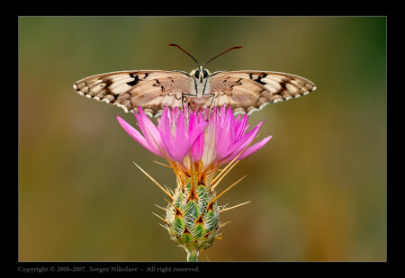 Во всей красе (Melanargia titea)