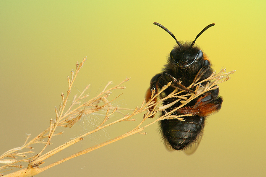 К вечеру (Andrena clarkella)» 