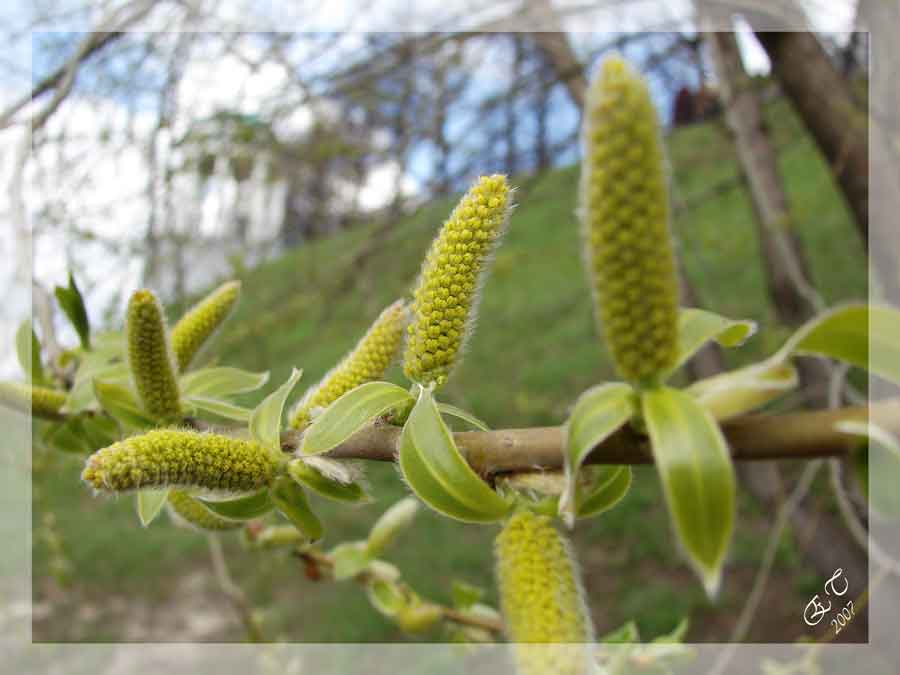 cela sent le printemps