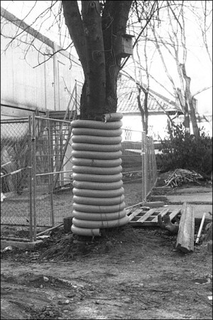 семейные узы