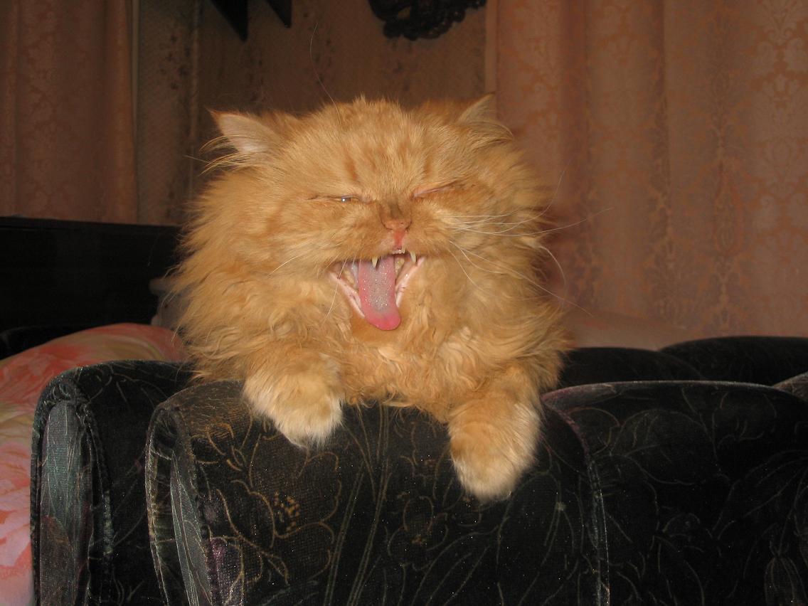 Зевая