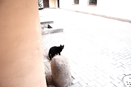 Я и кошка
