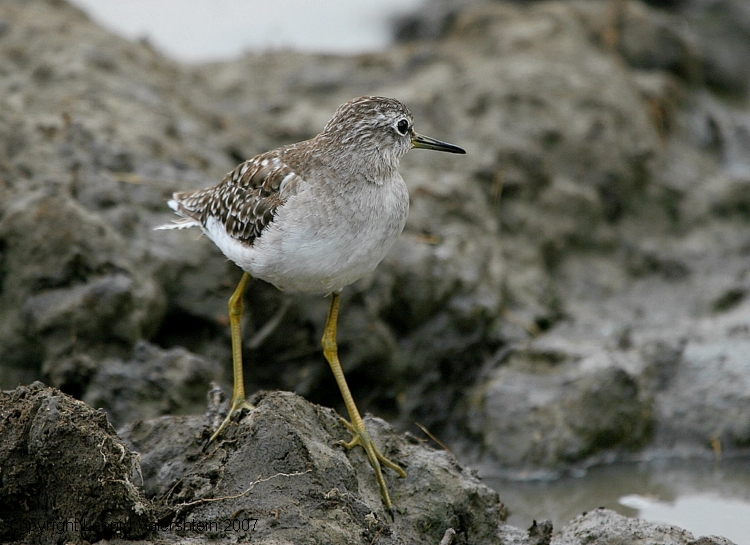 Большой Улит Tringa nebularia