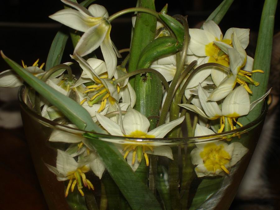 подснежники