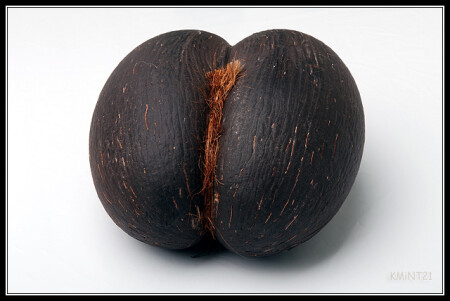 Коко де мер