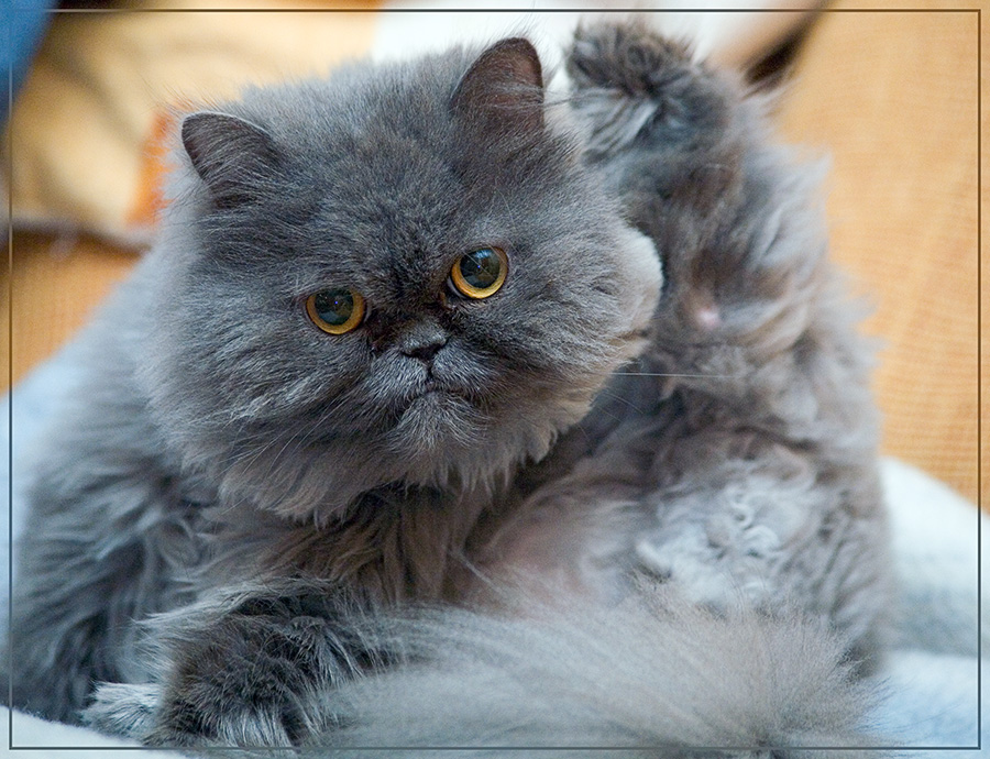 Меховая голова
