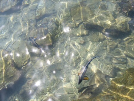 Воспоминания о лете