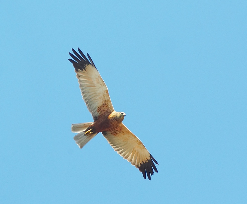 Circus aeruginosus