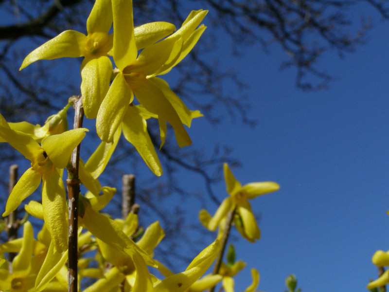 forsycja