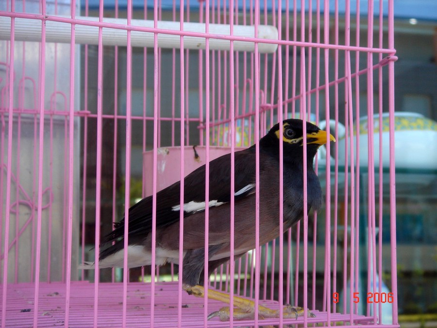 Настоящий контраст