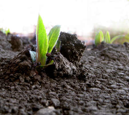 К солнцу через асфальт.