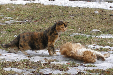 &amp;quot;Подснежник&amp;quot;