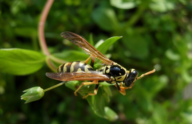 Wasp