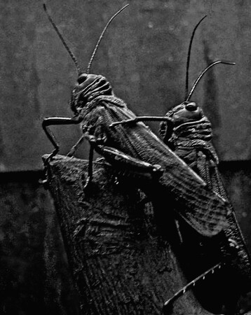 Разрешите помочь, мадам!