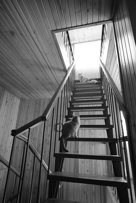 cat.. a ladder.. a cat