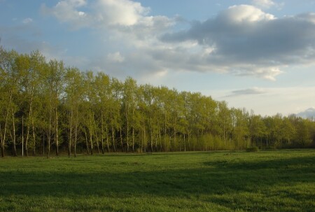 Лесопарк (Рязань)