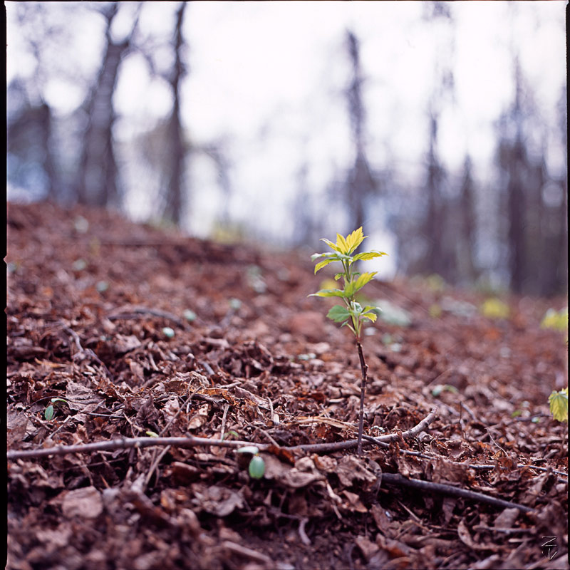 new life