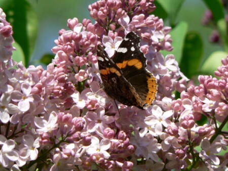 Сиреневый Нектар