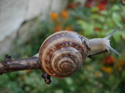 Snail