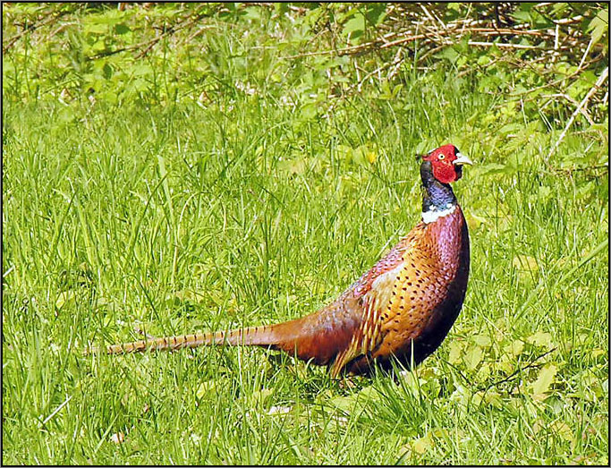 Фазан, Phasianus colchicus.