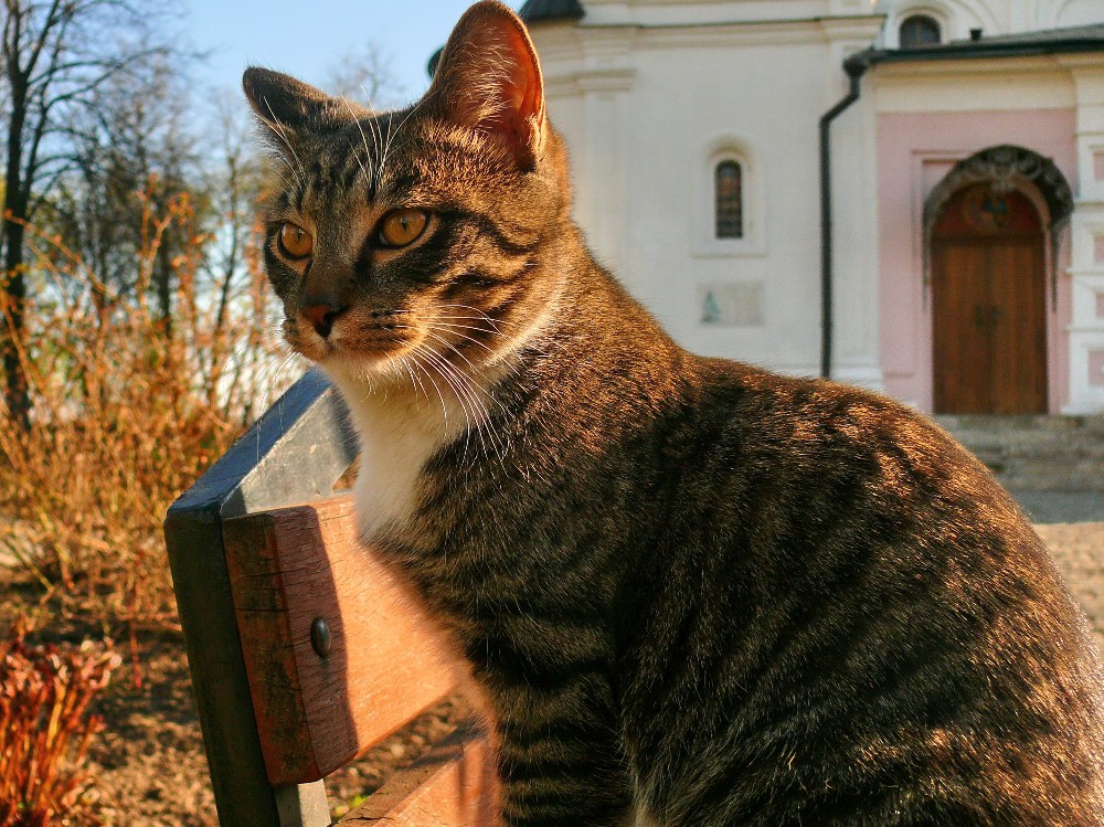 прицерковный кот